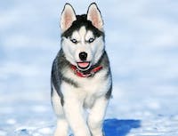 furry running husky