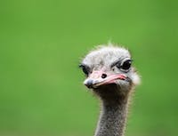 weird ostrich