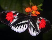 butterfly4